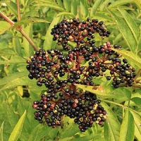 boz planta medicinala-danewort herb
