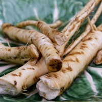 hreanul planta medicinala-horseradish herb