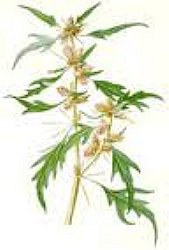 spiny cocklebur herb