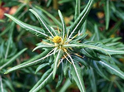 ghimpele(holera) planta medicinala-spiny cocklebur herb