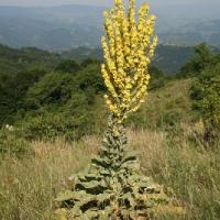 lumanarica planta medicinala-mullein herb