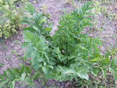 lovage herb