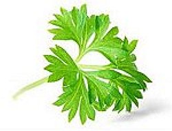 patrunjel planta medicinala-parsley herb