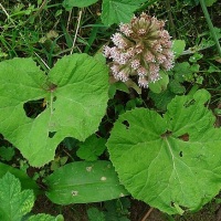 brusturele dulce planta medicinala-butterbur herb