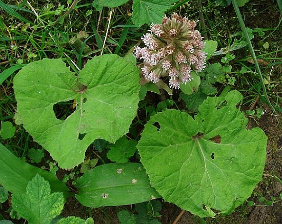 brusture dulce planta medicinala-butterbur herb