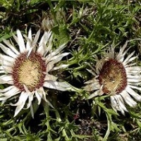 carul zanelor planta medicinala-carline thistle herb