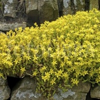 iarba de soaldina planta medicinala-biting stonecrop herb