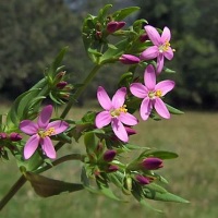 tintaura planta medicinala-centaury herb