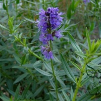 isopul planta medicinala-hyssop herb