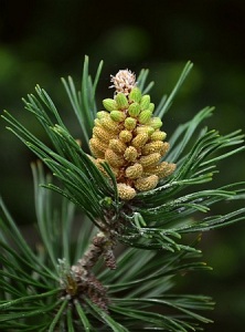 Dwarf Mountain Pine Herb