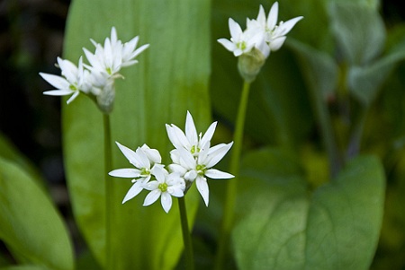 wild garlic herb