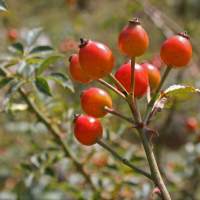 Maces planta medicinala-Dog rose herb