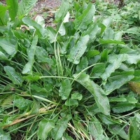 Macrisul de balta Tratamente Naturiste-Sorrel  herb Natural Tretments