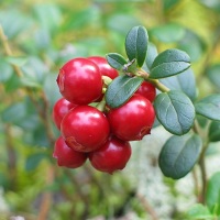 Merisor Planta medicinala-Cowberry herb
